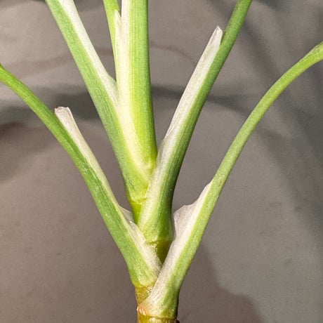 Aglaonema pictum A しるば〜らいん from Aceh sumatera [LA0217-04]