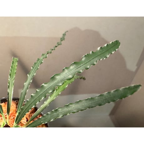 (脇芽付き) Fenestratarum mulyadii from East Kalimantan