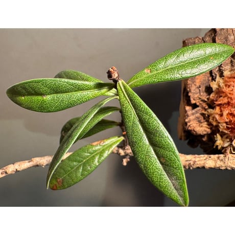 Agapetes cf. malipoensis from Sin Ho, Lai Chau Vietnam ②