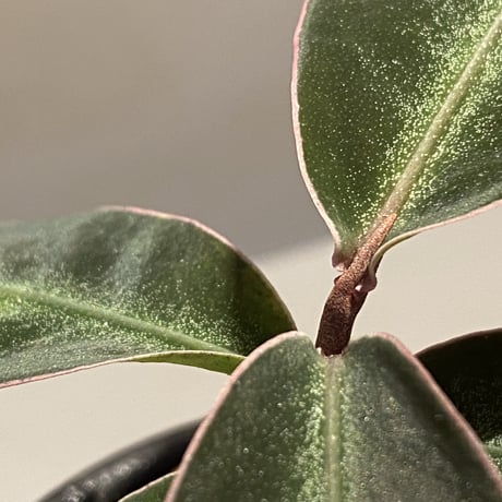 Ardisia malauiana from Sanggau kalimantan