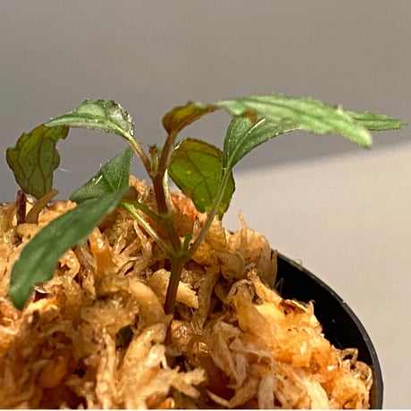 Hemigraphis sp. from Mindanao