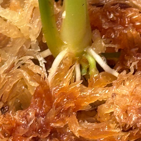 Homalomena sp. "蛟" from Sumatera Utara [LA0318-02] ②