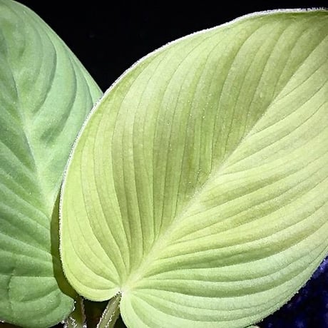 science room ver. Homalomena