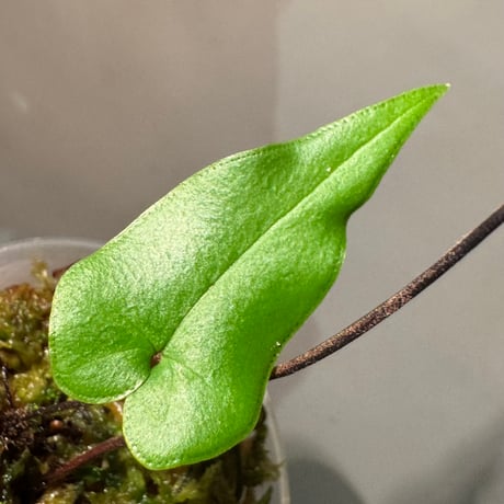 Hemionitis arifolia from Prachuap Khiri Khan Thailand