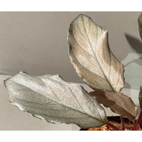 Homalomena sp. "Pink Velvet Long Leaf" from Kepulauan Riau ①