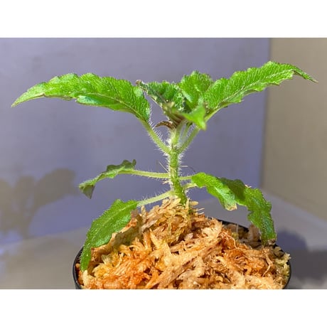 Nautilocalyx forgetii