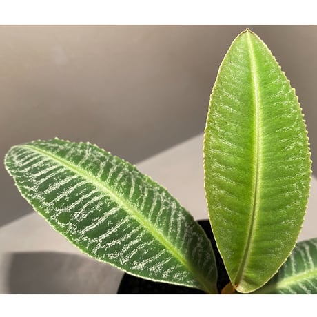 Ardisia sp. from Sumatera barat [TB]