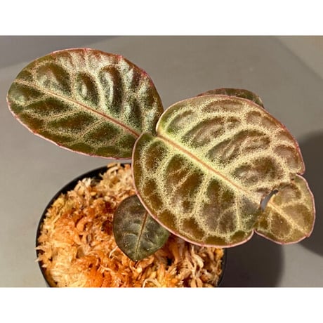 Ardisia sp. "Turtle Back" from Borneo