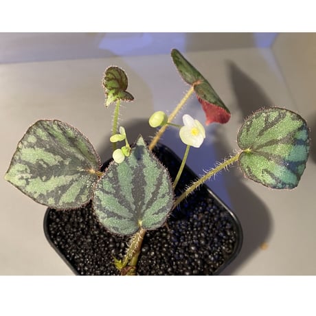 Begonia luzonensis