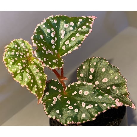 Begonia sp. from Muara Wahau [TB]