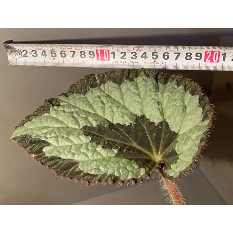 (大株) Begonia rex from India ①