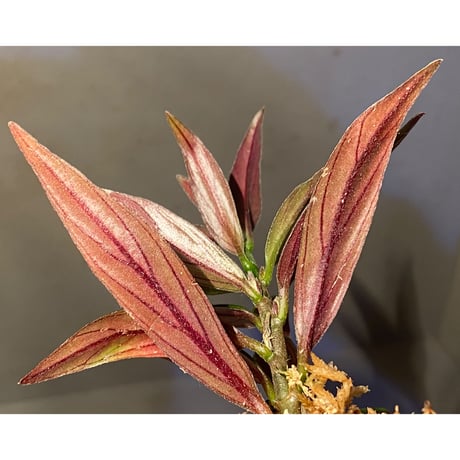 Columnea cf. crassifolia from Colombia [LA0316-03-f1]