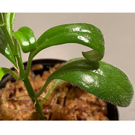 Columnea cf. crassifolia from Colombia [LA0316-03-f1]