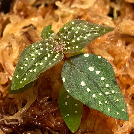 Sonerila sp. wf1 from Phang Nga Thailand [KZT]