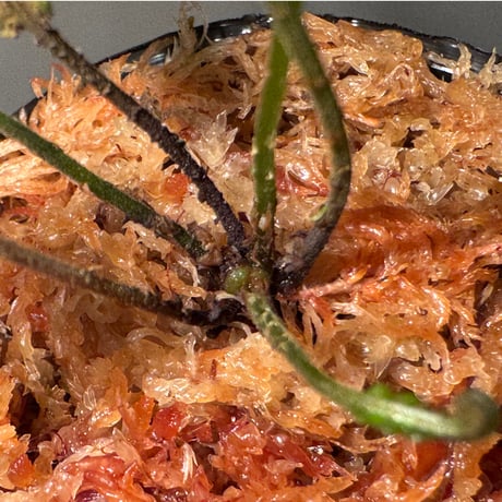 Thelypteris pinnatifida from Colombia [LA0316-03]
