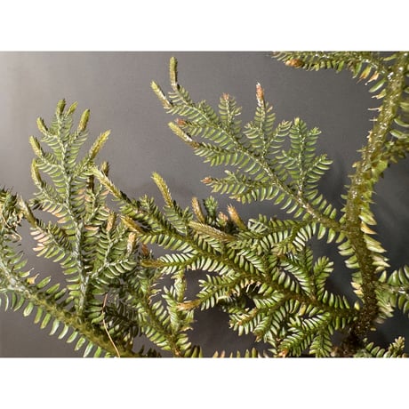 Selaginella sp. from Landak West Kalimantan