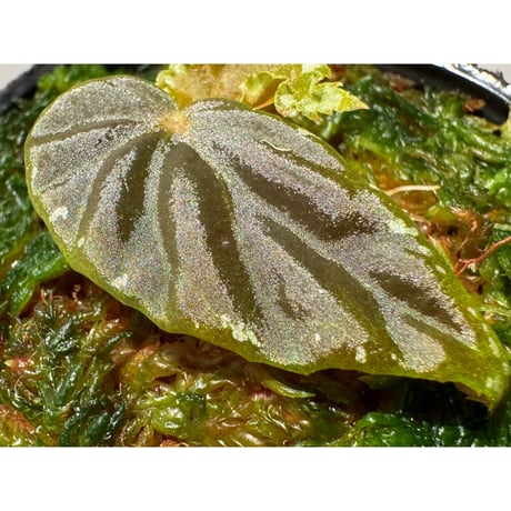 Begonia cf. baramensis
