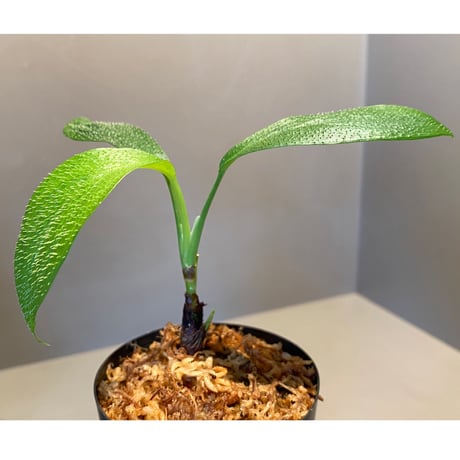 Homalomena hasei "狐尾" from Aceh sumatera [LA0616-04]