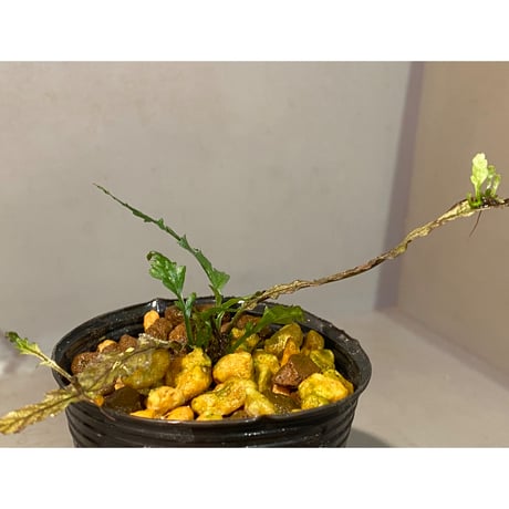 Microsorum sp. "Short Dragon Tail"