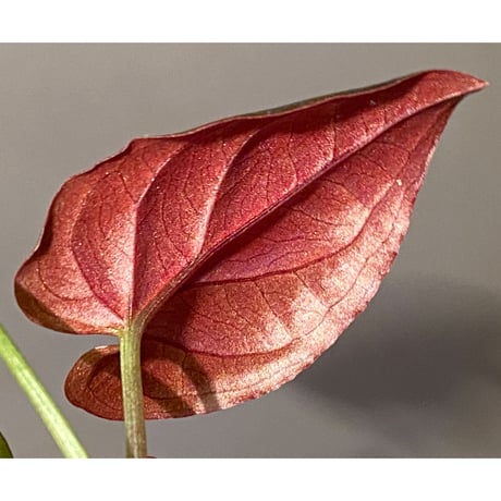 Syngonium sp. from Choco Colombia [tanakay]
