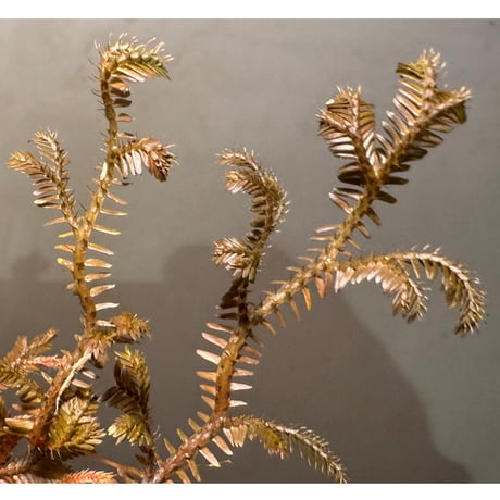 Selaginella sp. from Kapuas hulu