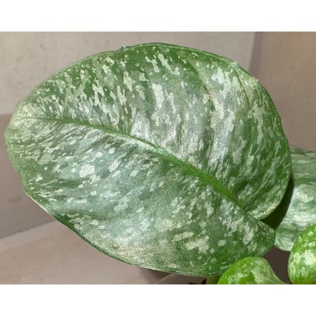 Schismatoglottis sp. from Sanggau