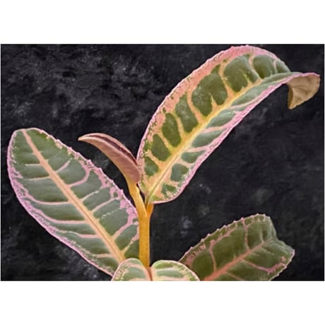 Labisia sp. "Sumatera Pink"