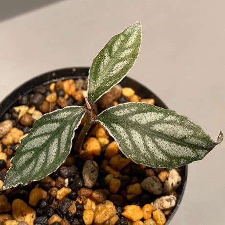 Ardisia sp. from Ache Sumatera [LA]