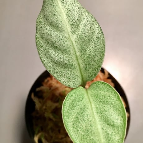 Ardisia sp. from Matang [TK160716]
