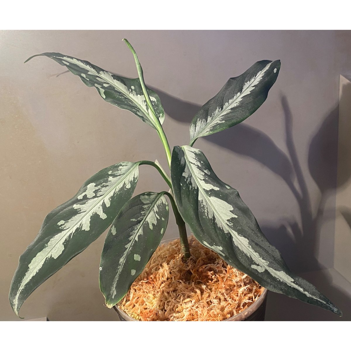 Aglaonema pictum A 