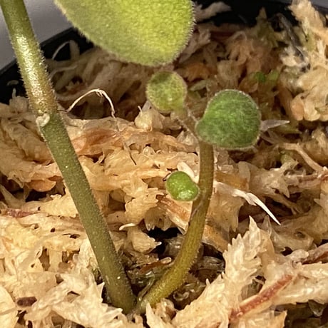 Peperomia sp. from Mt. Grupoka 1800m, East Highland, PNG