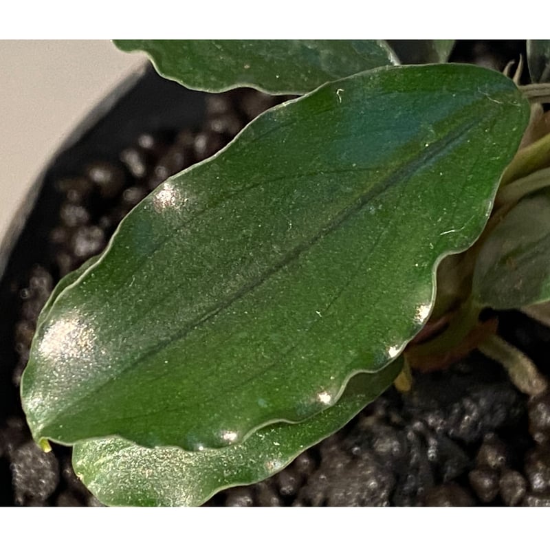 ヤーマンさんBUCEPHALANDRA Nanga Pino SuperBlue Bucephalandra sp