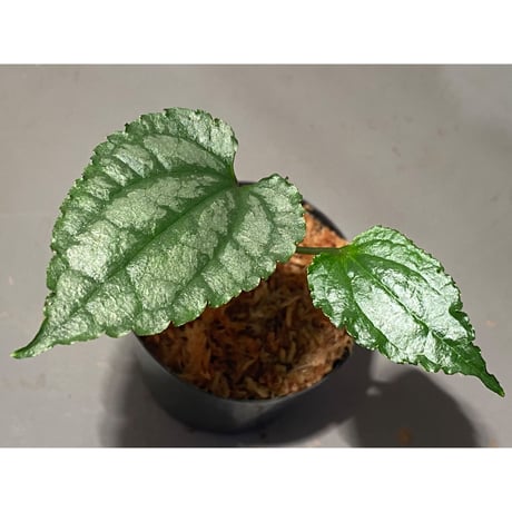 Cissus sp. "Padang" Sumatra barat [TB]