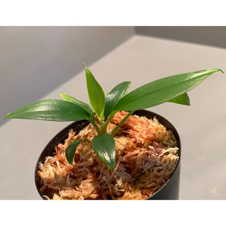 Homalomena sp. from Banka