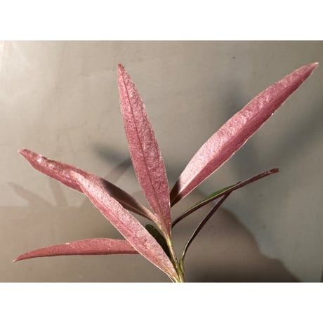 Labisia sp. from Kapuas hulu West Kalimantan