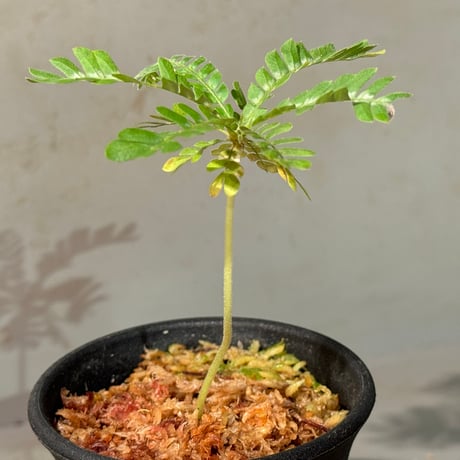 Biophytum sp. BB8th [LA]