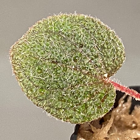 Sonerila dongnathamensis [LA]
