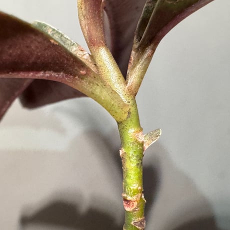 Labisia sp. from Landak West Kalimantan