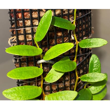 Ficus sp. from Bau