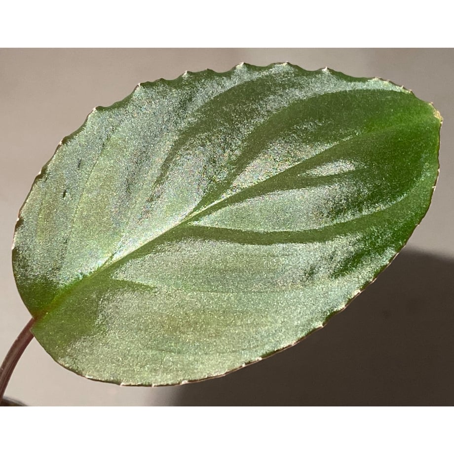 65f0496dddb4221144210fb5