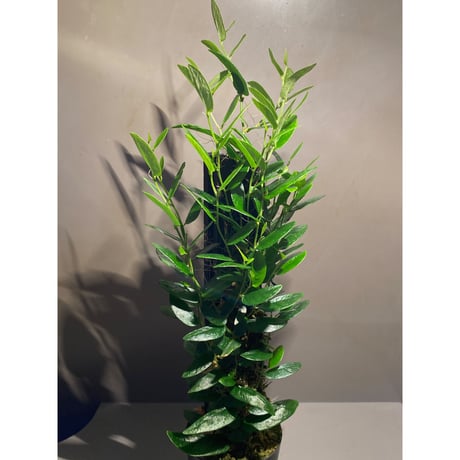 Ficus sp. from Bau