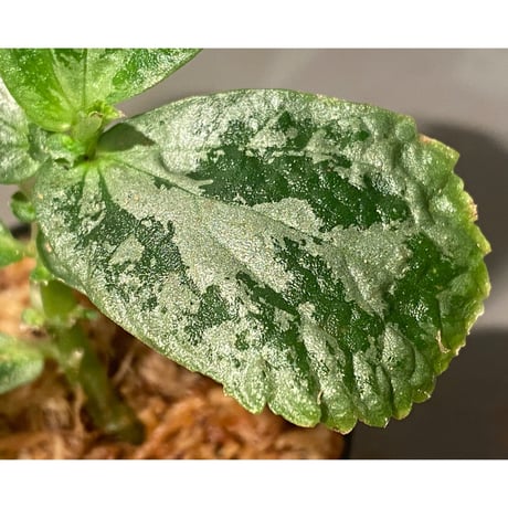 Elatostema sp. from Kapuas hulu