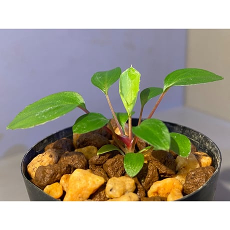 Homalomena sp. from Tambunan [TK200217]