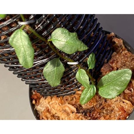 Ficus sp. from Murung raya [LA0515-05]