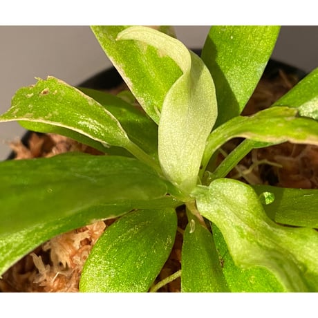 Schismatoglottis sp. "初霜錦" from Murung raya [LA0515-05]