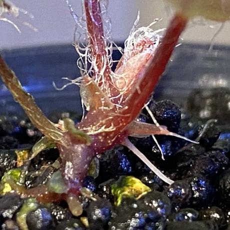 Begonia cf. ferox from Cao Bang [YH040519BK] TK