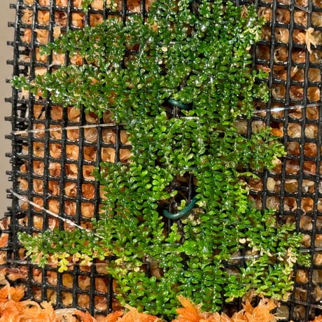 Teratophyllum sp. from Kapuas Kalimantan barat