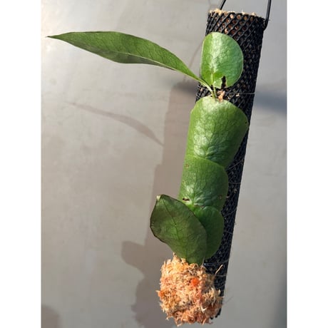 microsorum | STORES