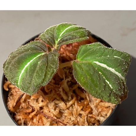 専用希少❣️Melastoma sp. Sibolgaメラストマ　シボルガソネリラ Melastoma sp. from Sibolga | M・R・G・R