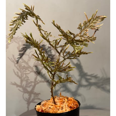 Selaginella sp. from Landak West Kalimantan